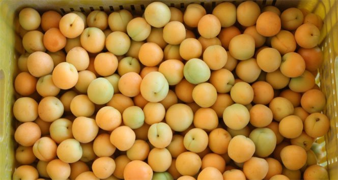 wholesale apricot import