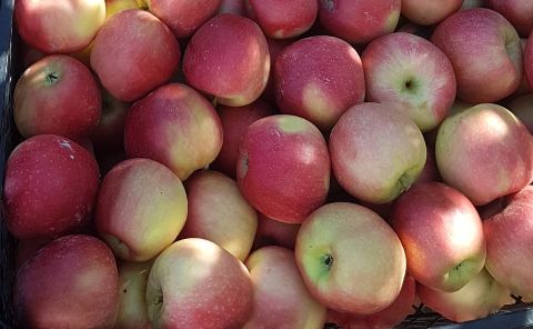 apple wholesale gala type