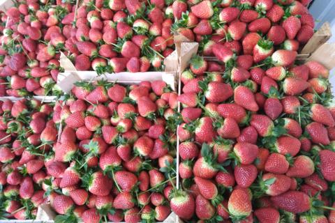 strawberry wholesale bulk