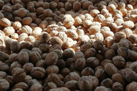 dried walnut wholesale